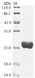 Human ADAR Protein