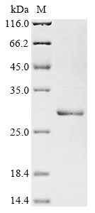 Rat Il11 Protein