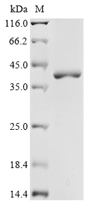 Human SLC39A11 Protein
