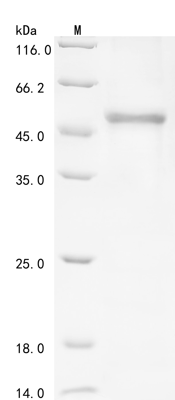 Human DAZL Protein