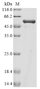 Lactobacillus reuteri Elongation factor Tu Protein