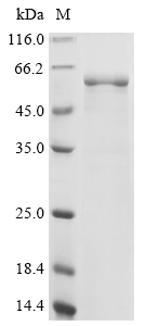 atpD Protein