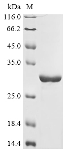 GPC Protein