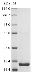 Taxus baccata Putative glycosyltransferase Protein
