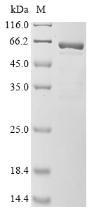 sapA Protein