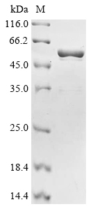 bepA Protein