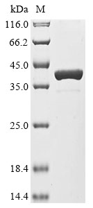 atpG2 Protein