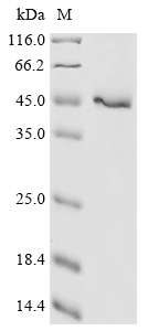 Gossypium tomentosum Uncharacterized Protein