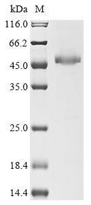 preA Protein