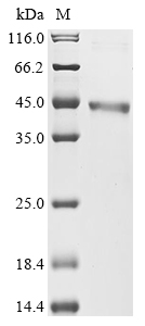 dusB Protein