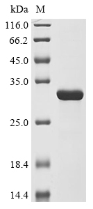 tsx Protein