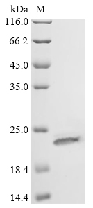 tadA Protein