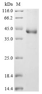 Porcine SELE Protein