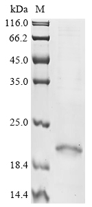 Mouse Ptger4 Protein