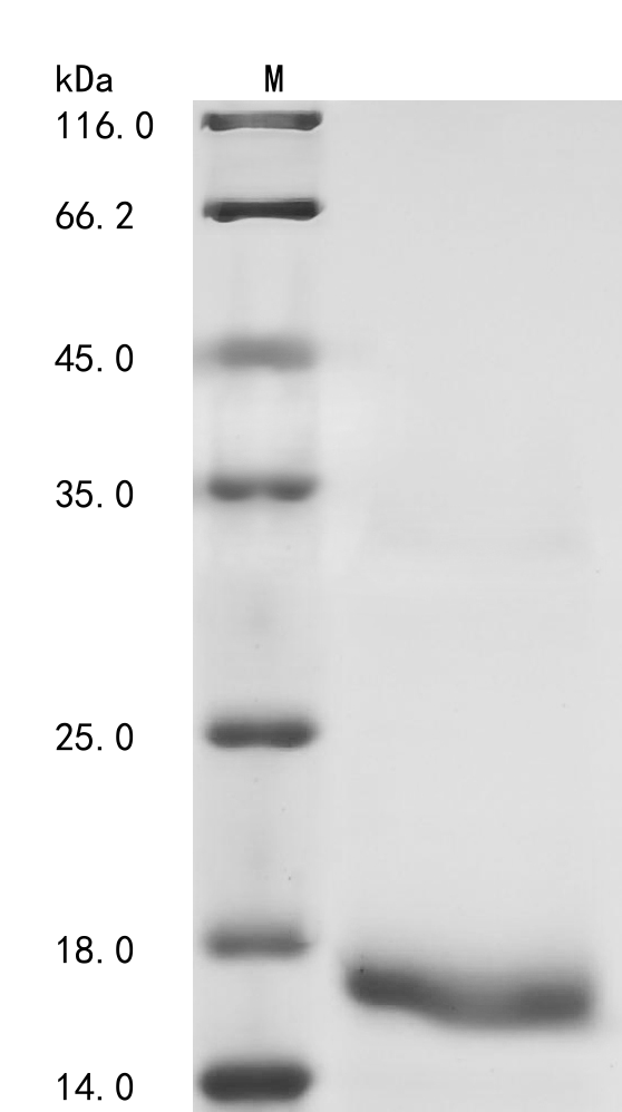 Human BMP4 Protein