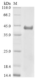 Mouse Tmprss2 Protein