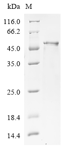 Rat Mmp3 Protein