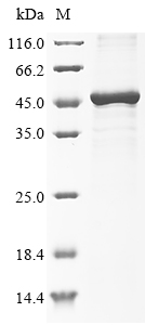 Mouse Tmprss11a Protein