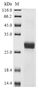 Naja atra Cobrotoxin Protein