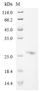 Mouse Ifi204 Protein