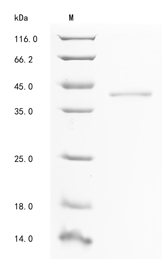 Mouse H2-K1 Protein