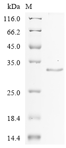 Human GKN1 Protein