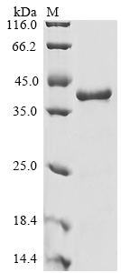 Enterobacteria phage PRD1 Spike protein P5 Protein