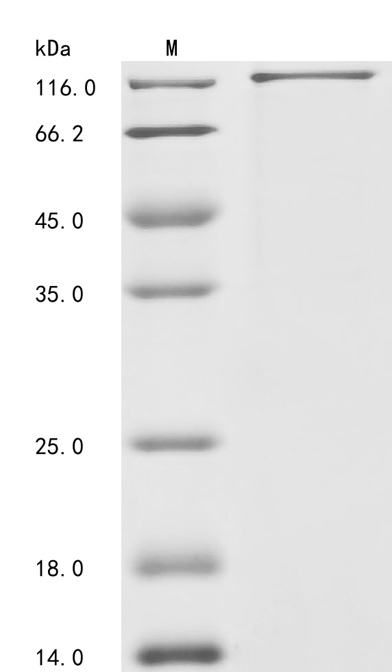 Mouse Esr1 Protein (Biotin)
