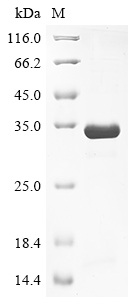 Mouse Olfm4 Protein
