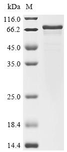 Mouse Rgs14 Protein