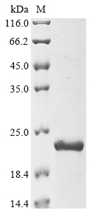 Raphanus sativus Late embryogenesis abundant Protein