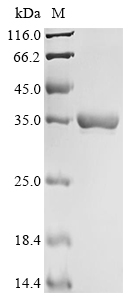 zapD Protein