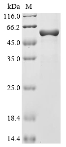 Mouse Otof Protein