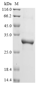 Bothrops asper Snake venom metalloproteinase BaP1 Protein