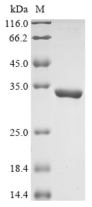 Human RD3 Protein