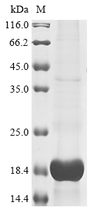 GHRL Protein