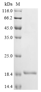 FGB Protein