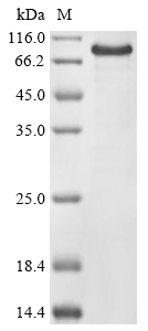 bbgII Protein