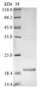 IL13 Protein
