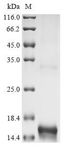 IL13 Protein