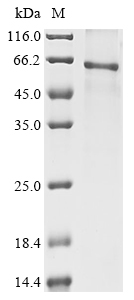 Bovine HGF Protein