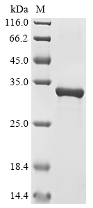 Human JMJD8 Protein