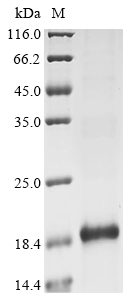 Phoneutria nigriventer Omega-ctenitoxin-Pn3a Protein