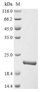 Mouse Fndc5 Protein