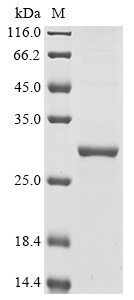 Klebsiella oxytoca Carbapenem-hydrolyzing beta-lactamase KPC Protein