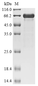 Mouse Znf410 Protein