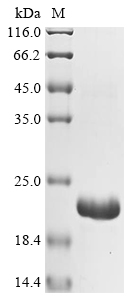 Bovine FBN1 Protein