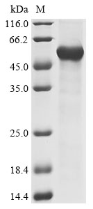 Human CD163L1 Protein