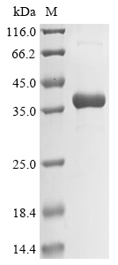 Eucheuma serra Lectin ESA-2 Protein