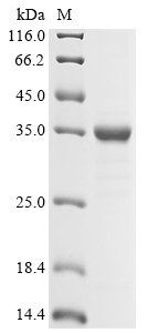 Human ABCB11 Protein